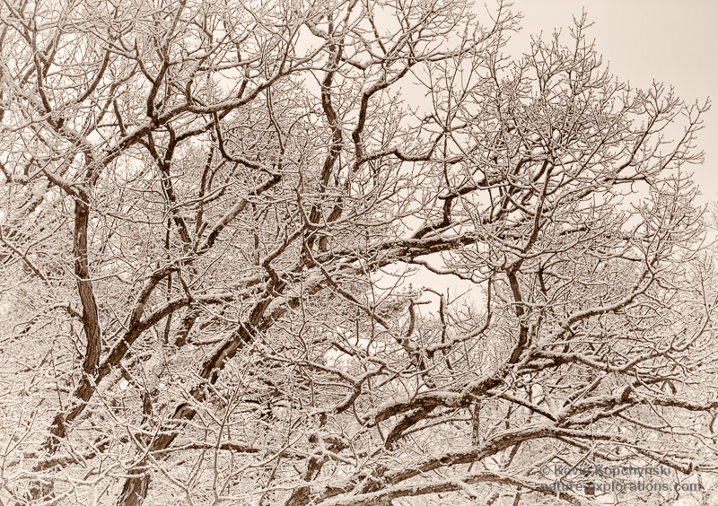 snow-covered oak branches