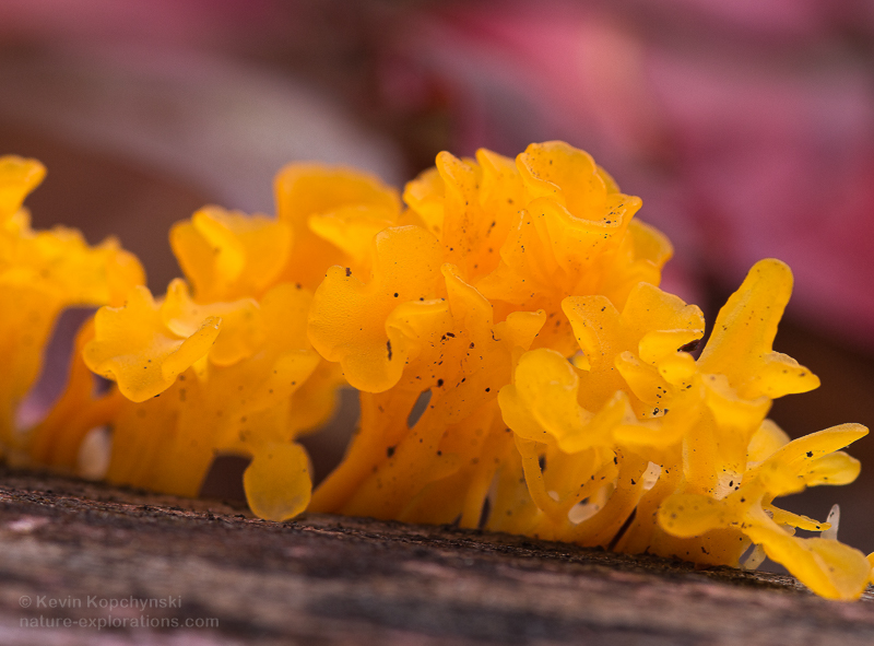 Witches Butter on Halloween