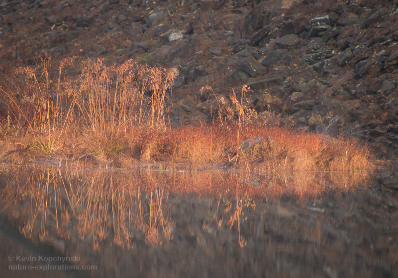 November Pond Reflections II