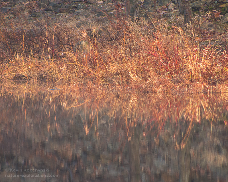 November Pond Reflections I