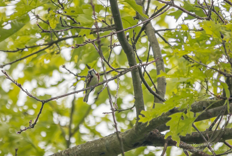 Chestnut-sided Warbler Staring Back
