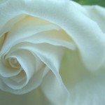 Spirals in an opening rose