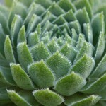 Hen and Chicks Radiating Leaf Pattern