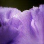 Lavender iris closeup
