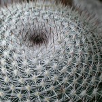 Cactus Spine Spirals