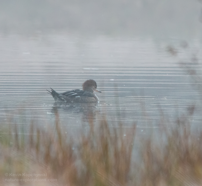 single immature common merganser on a misty pond