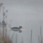 2 immature common mergansers on a misty pond