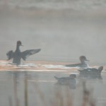 group of immature common mergansers on a misty pod