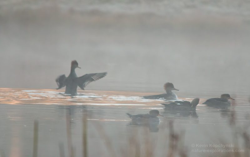 group of immature common mergansers on a misty pod