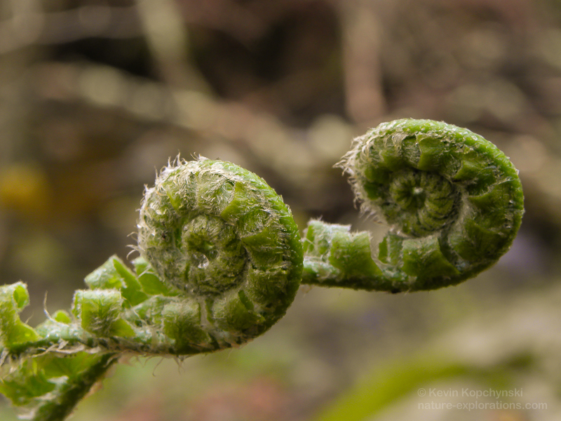 Christmas fern fiddleheads