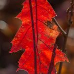 Backlit Oak Leaf