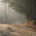 Old Road in November Mist