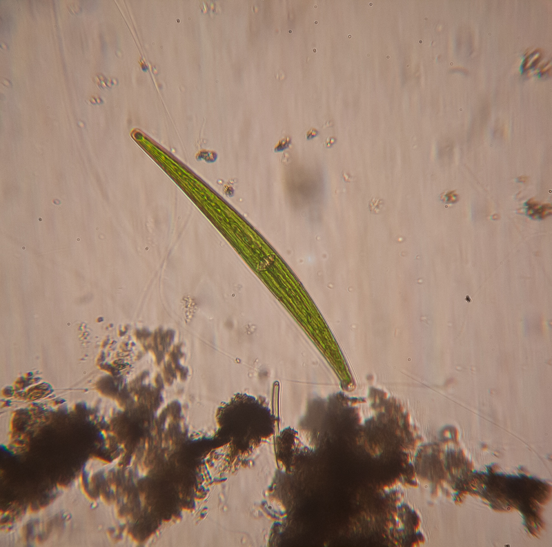 Desmid algae