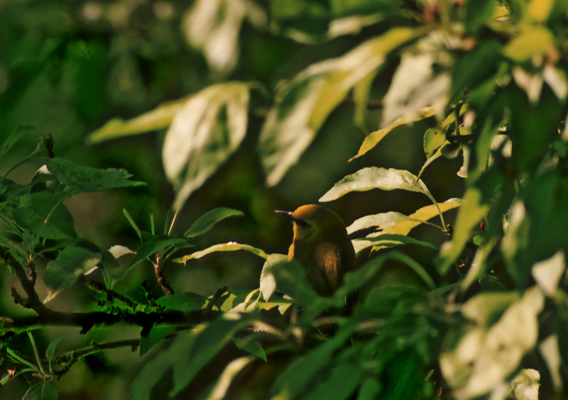 Sunlight on Blue-Winged Warbler