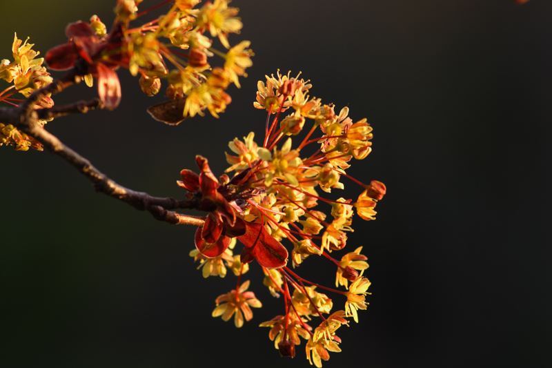 Spring Evening Light on Tree Flower