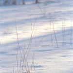 Field Grasses in Winter Light