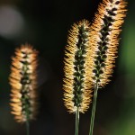 Autumn Light on Foxtail Grass